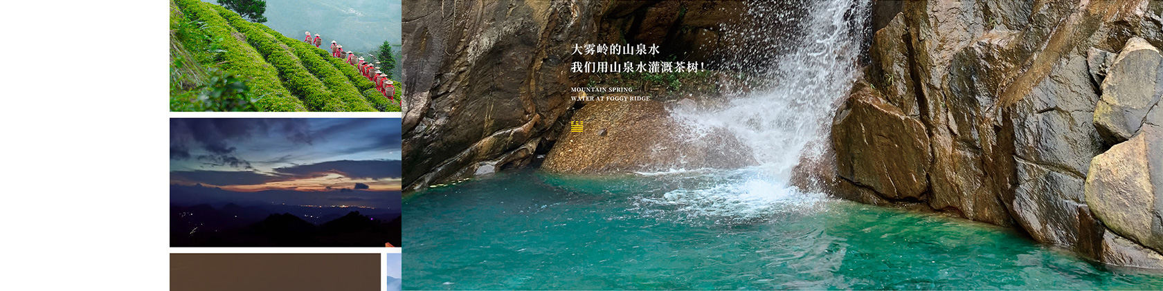 大霧騰云高黃酮茶網(wǎng)站設(shè)計(jì)